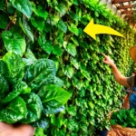 Esta “Planta Mágica” Está Invadiendo los Balcones de la Noche a la Mañana, ¡y Además Puedes Comértela!