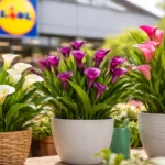 La Planta Calla Lily de Lidl está Transformando Hogares en Lugares Lujosos de la Noche a la Mañana