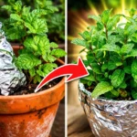 ¿Papel de Aluminio en Plantas Sí, y Funciona